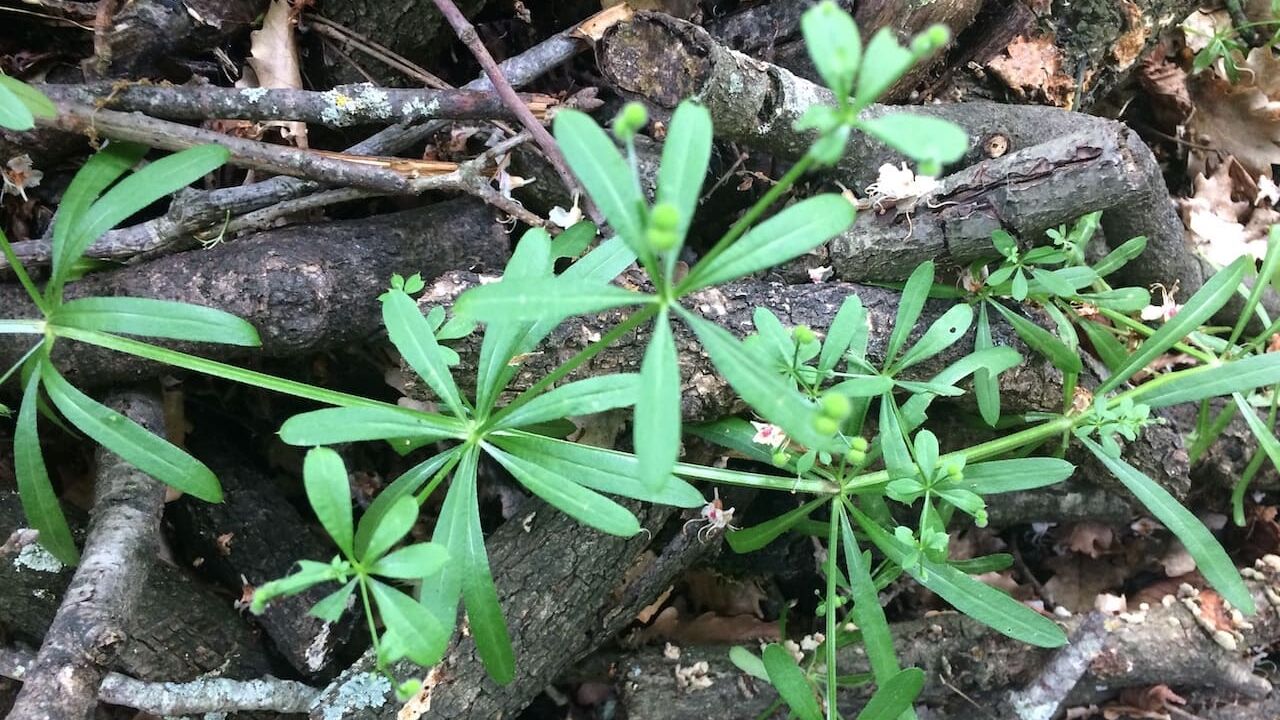 Plantes médicinales Gaillet Gratteron
