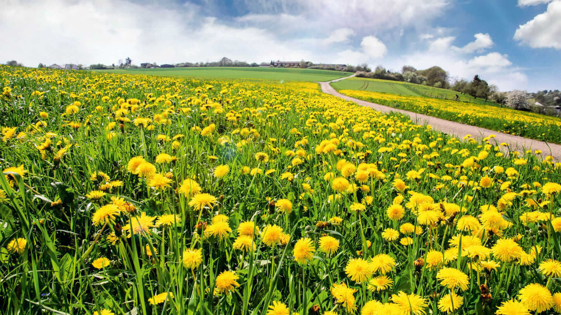 pissenlit vertus médicinales