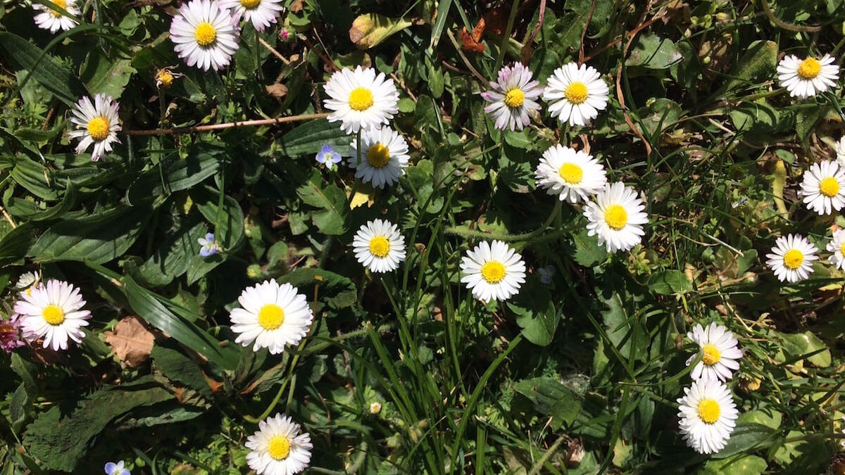 plante médicinale pâquerette